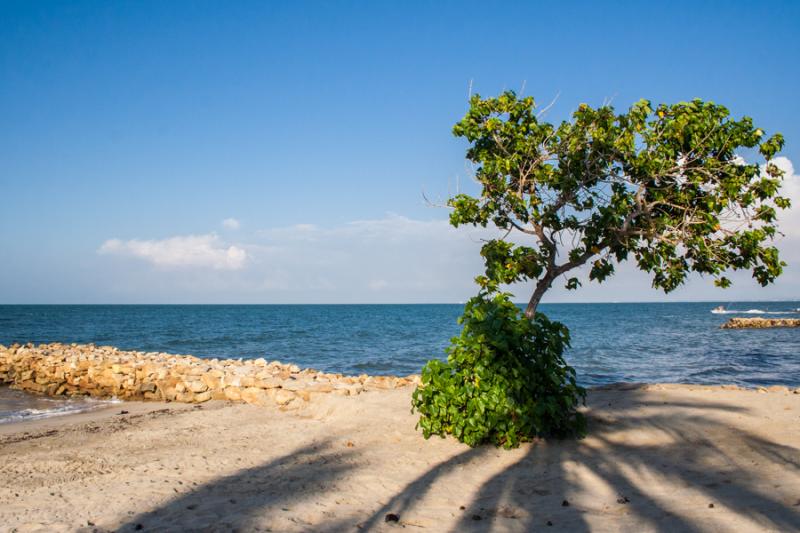 Arbol en la Playa