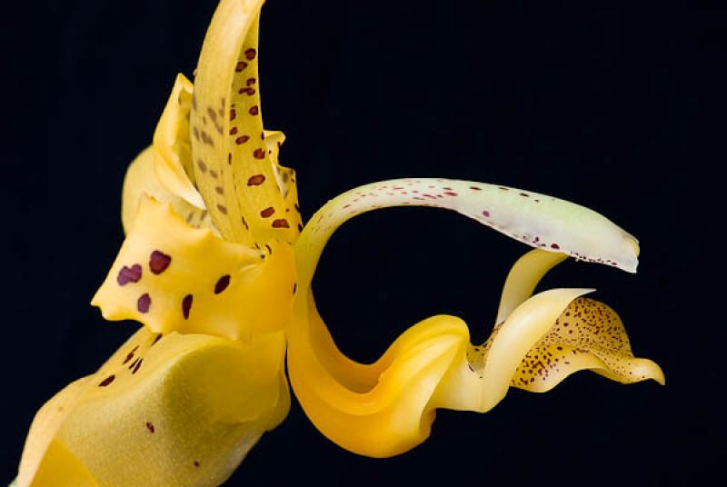 Orchidaceae