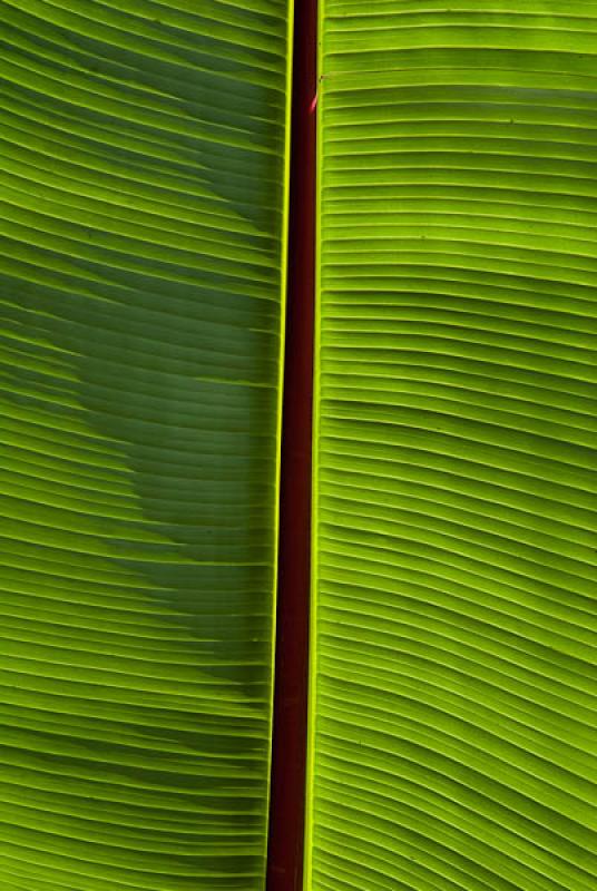 Hoja de Platano