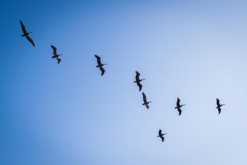 Aves en el Cielo