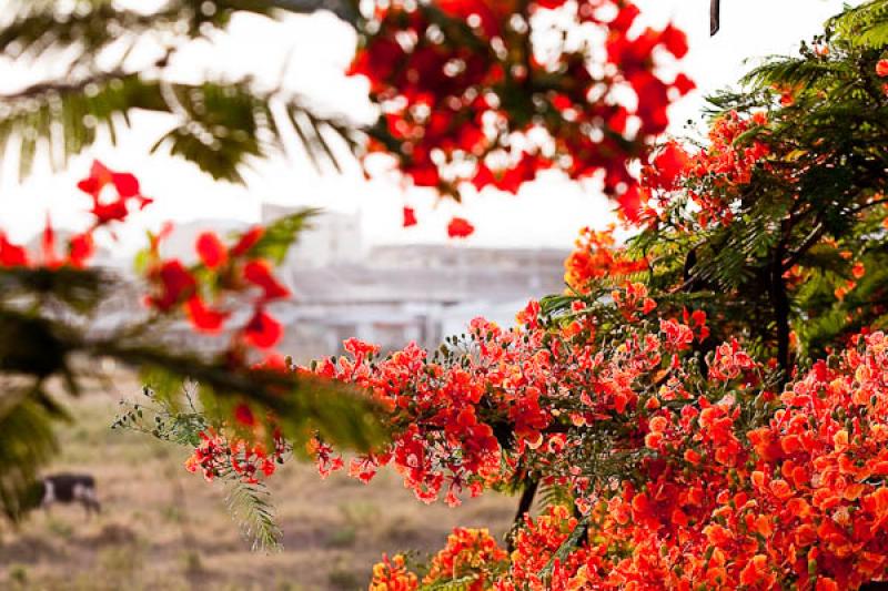 Caesalpinia pulcherrima