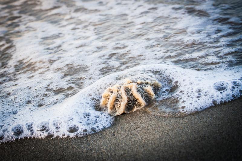 Coral en la Playa