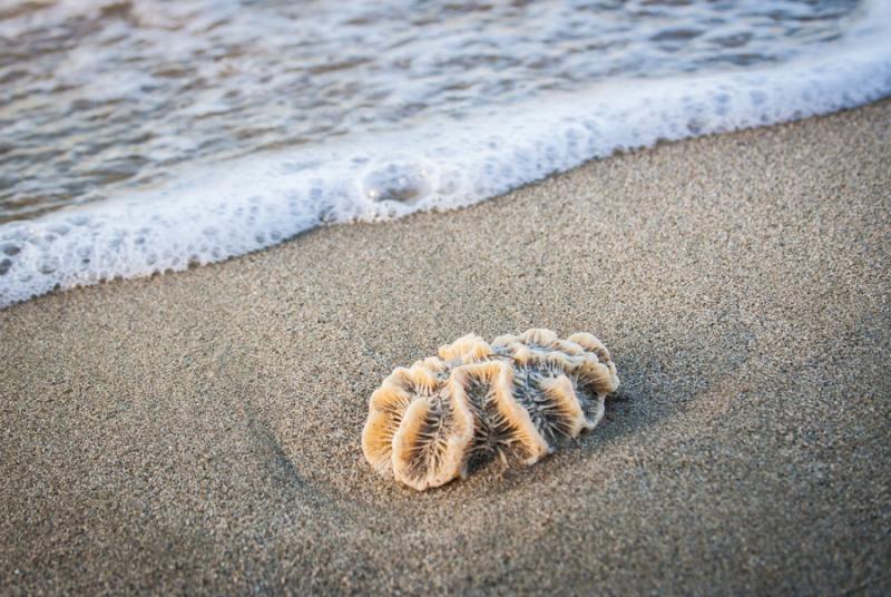 Coral en la Playa