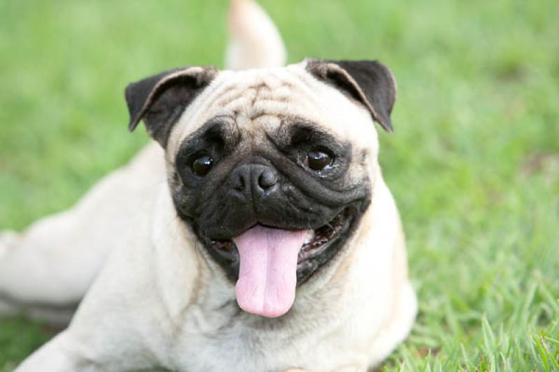 Pug