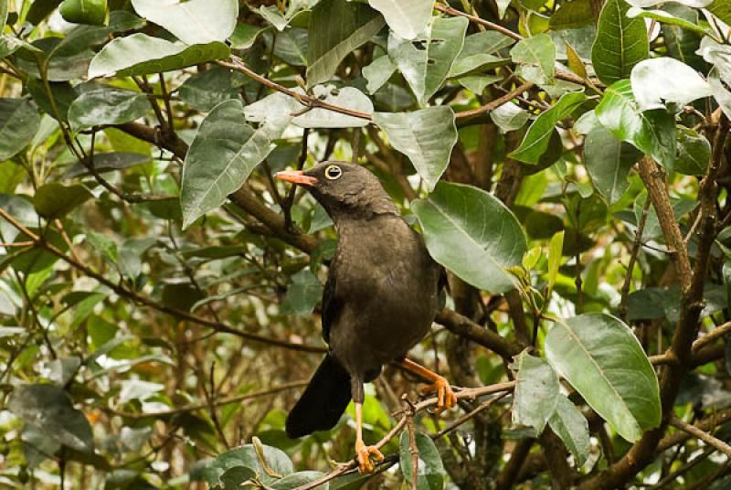 Turdus fuscater