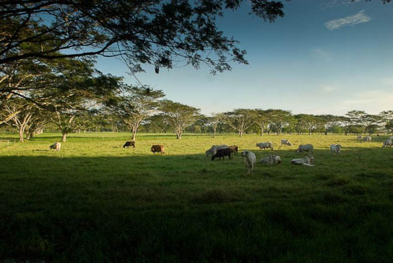 Agropecuario, Cesar, Valledupar, Colombia