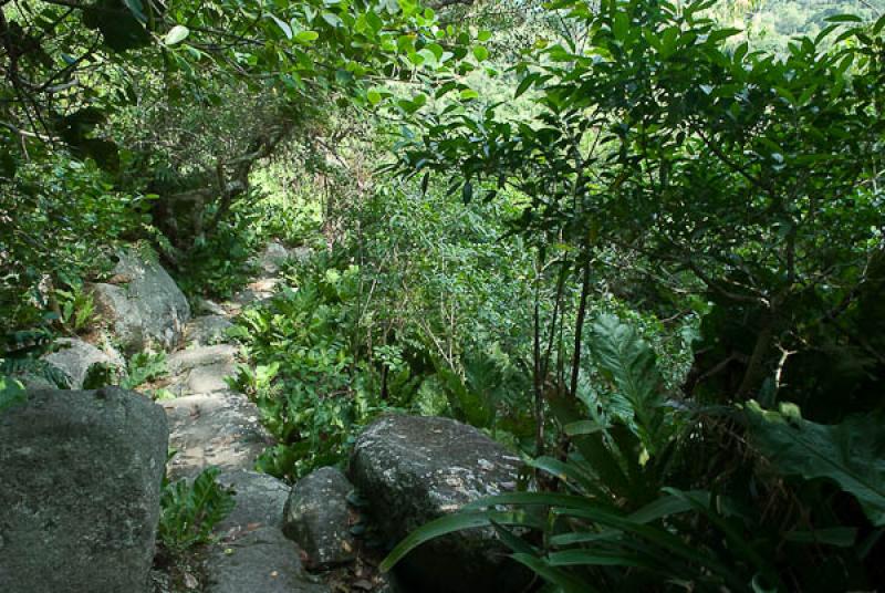 Bosque Tropical, Parque Nacional Natural Tayrona, ...