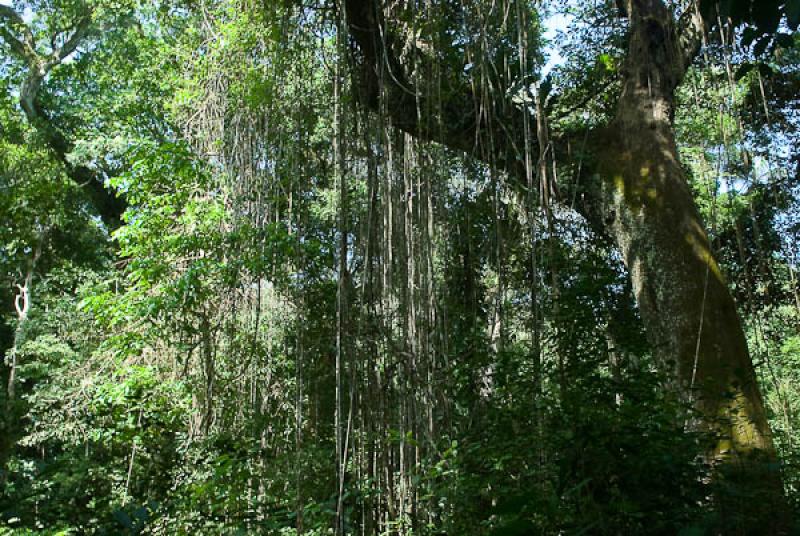 Bosque Tropical, Parque Nacional Natural Tayrona, ...