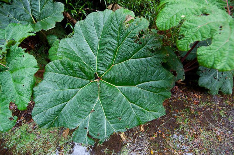 Gunnera insignis, Parque Nacional Volcan Poas, Cos...