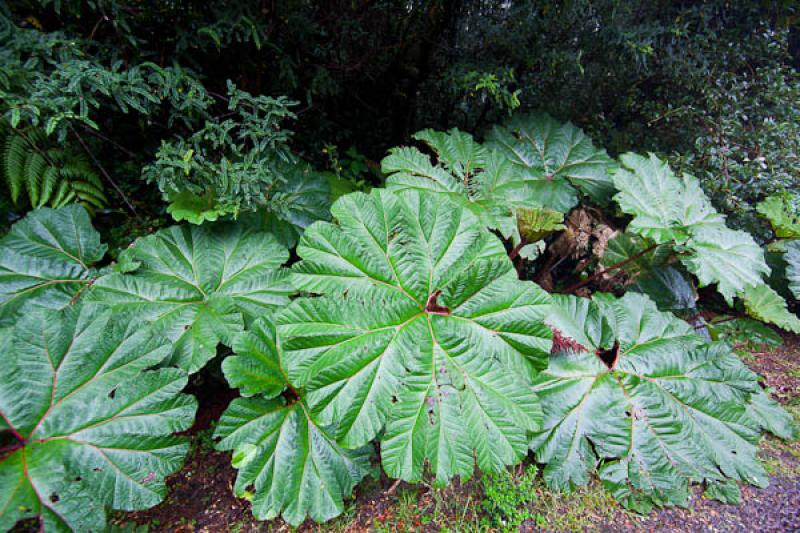 Gunnera insignis, Parque Nacional Volcan Poas, Cos...