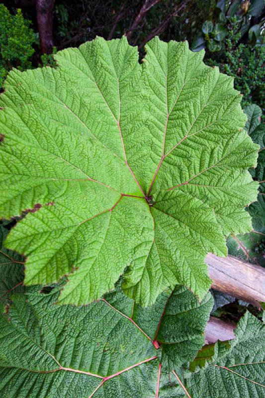 Gunnera insignis, Parque Nacional Volcan Poas, Cos...