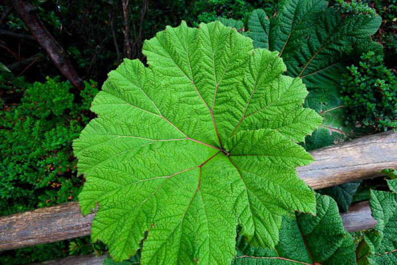 Gunnera insignis, Parque Nacional Volcan Poas, Cos...