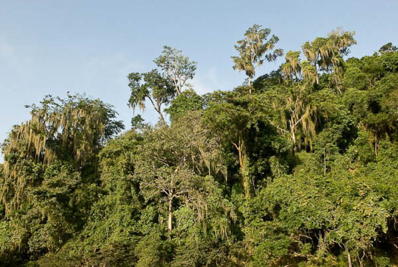 Bosque Tropical, Rio Don Diego, Santa Marta, Magda...