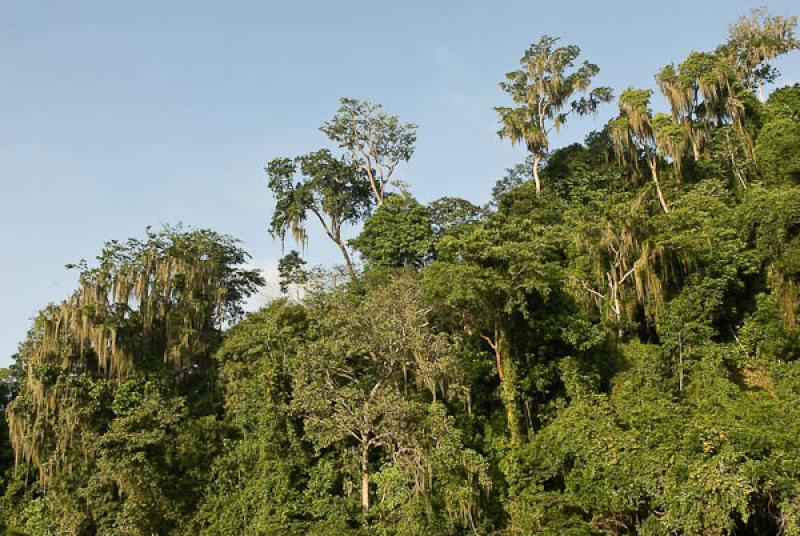 Bosque Tropical, Rio Don Diego, Santa Marta, Magda...