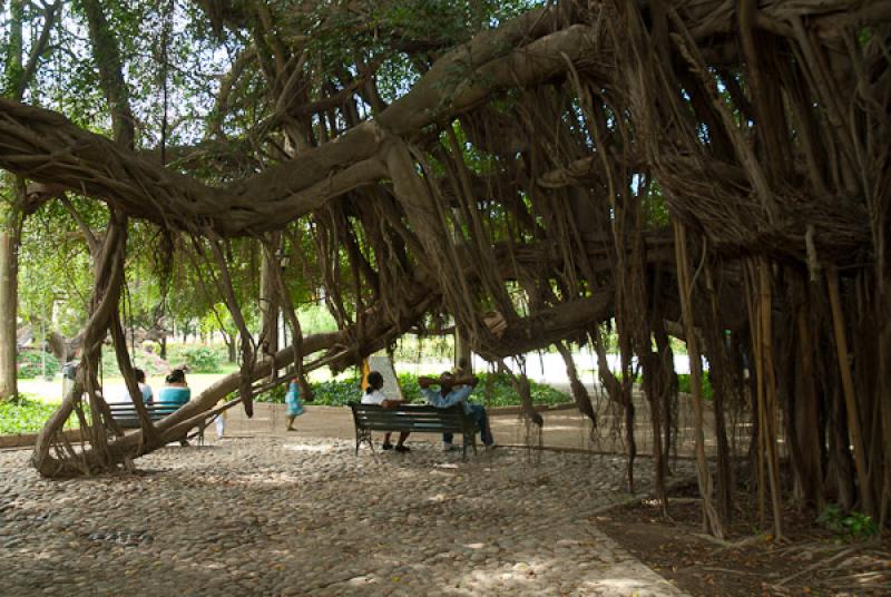 Jardin Botanico Quinta de San Pedro Alejandrino, S...