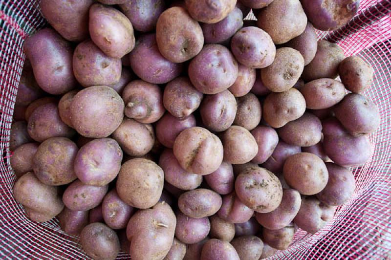 Solanum tuberosum