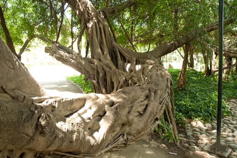 Jardin Botanico Quinta de San Pedro Alejandrino, S...