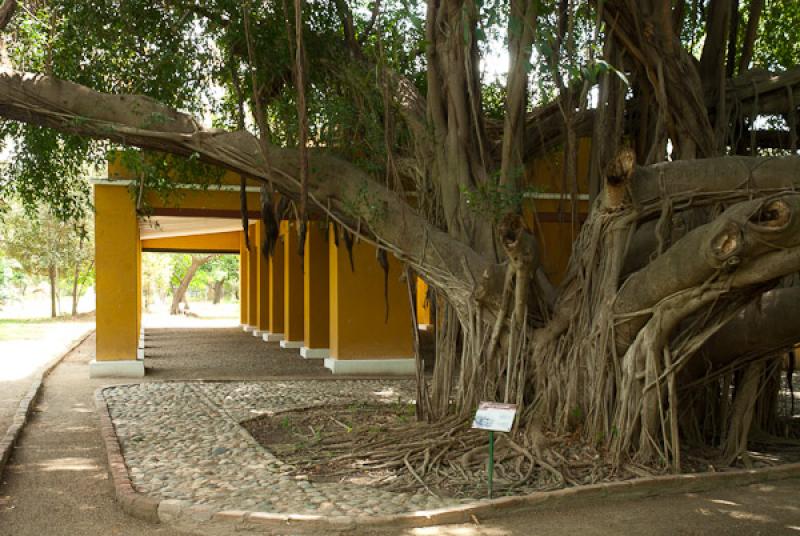 Antiguo Ingenio, Bagacera, Quinta de San Pedro Ale...