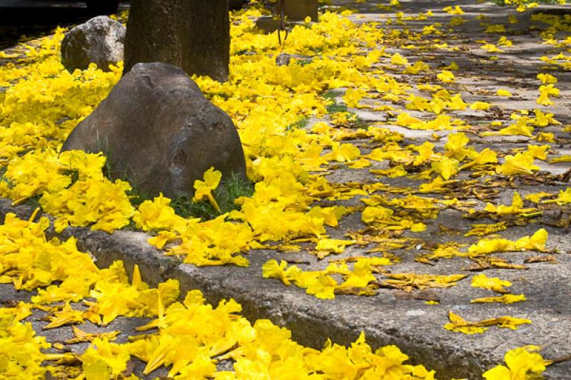 Flores de Tabebuia chrysantha