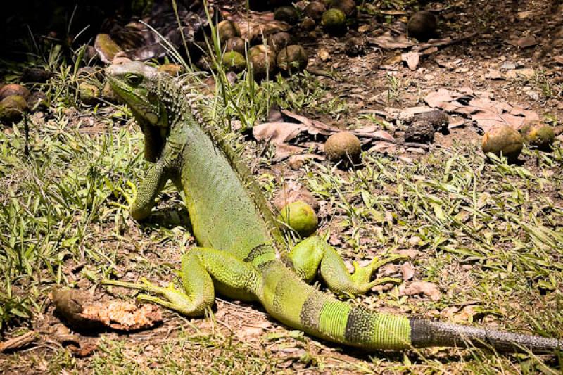 Iguana Verde