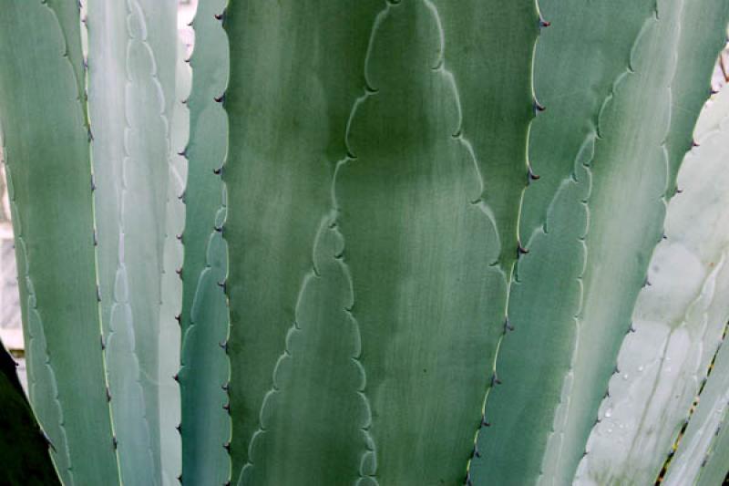 Detalle de una Planta