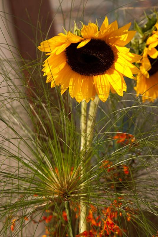 Helianthus annuus