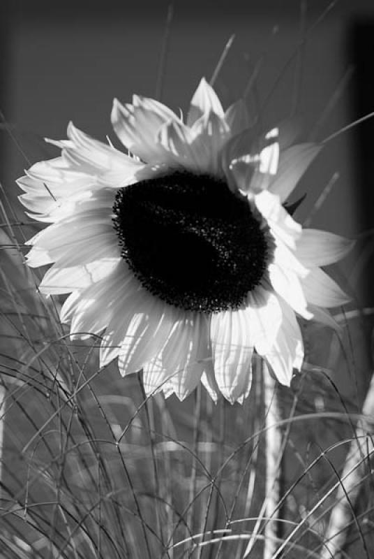 Helianthus annuus