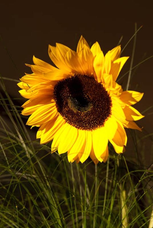 Helianthus annuus