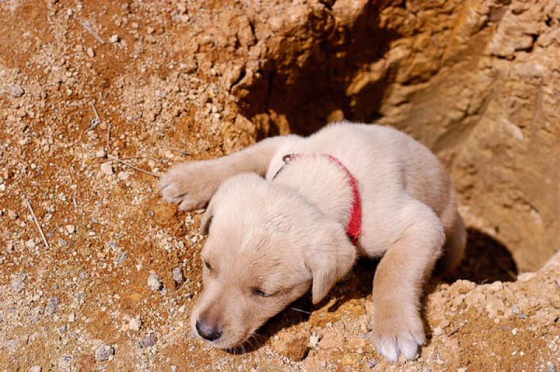 Labrador Retriever