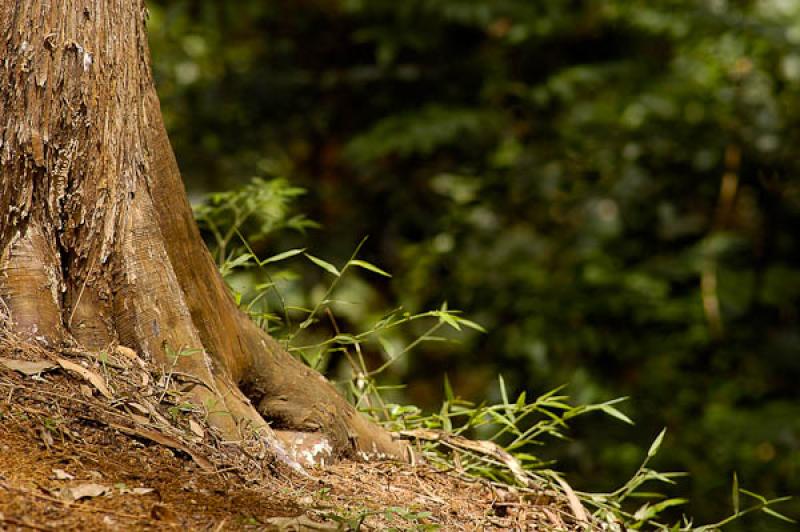 Detalle de un Arbol