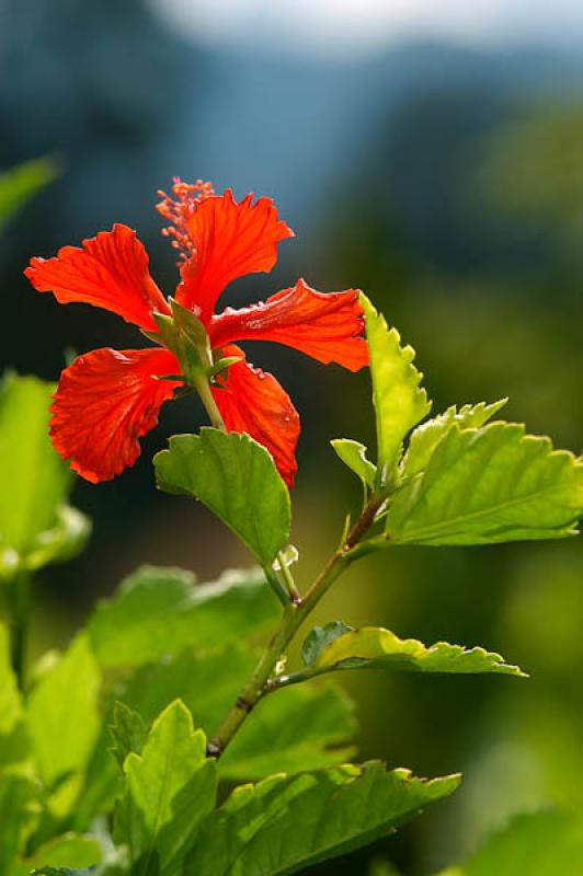 Hibiscus