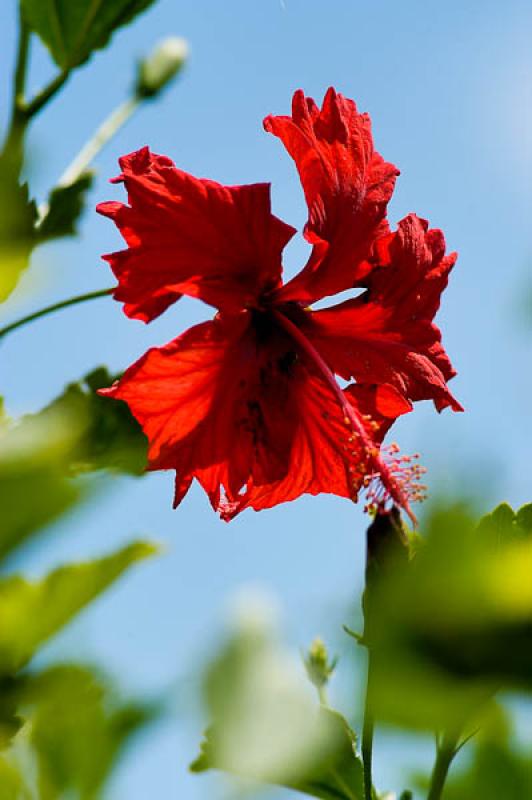 Hibiscus