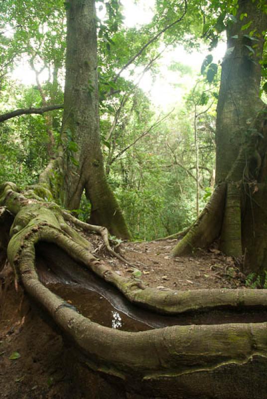 Parque Nacional Natural Tayrona, Santa Marta, Magd...