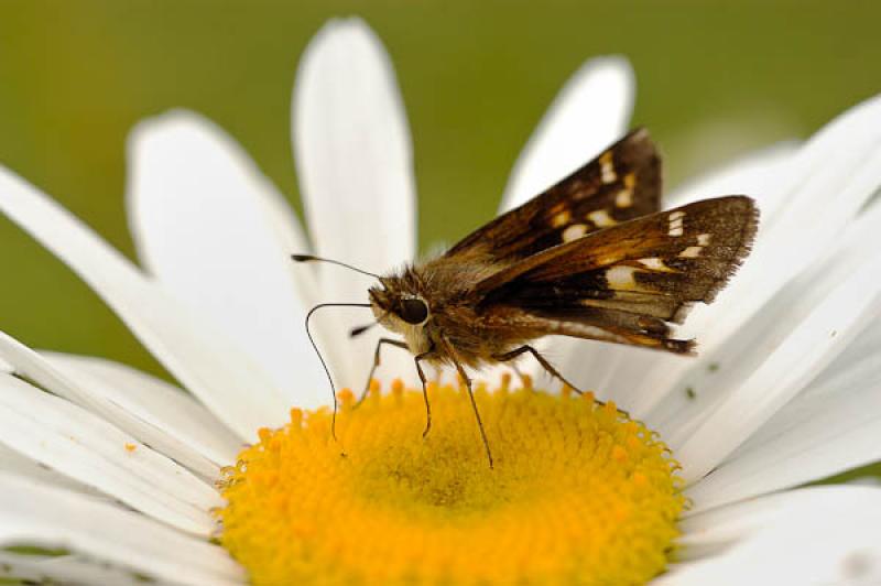 Mariposa Sobre una Flor