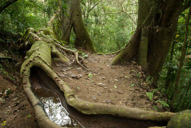 Parque Nacional Natural Tayrona, Santa Marta, Magd...