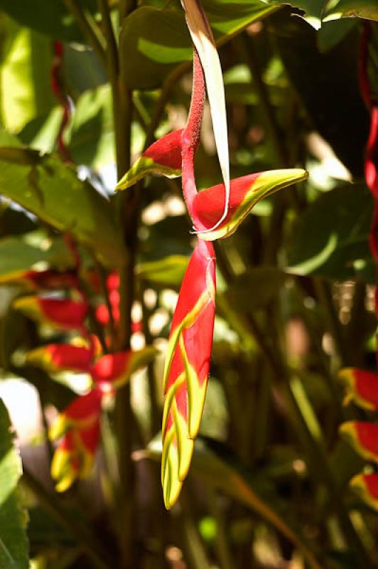 Heliconia rostrata