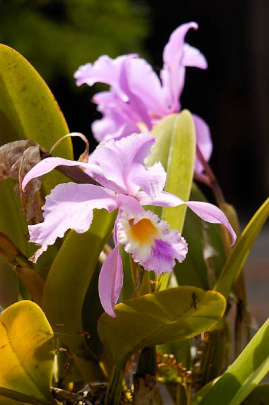 Cattleya Leviathan