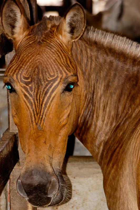 Cebra se Cruza con un Caballo