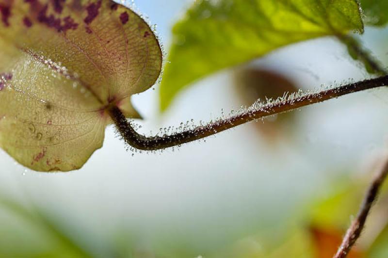 Physalis peruviana