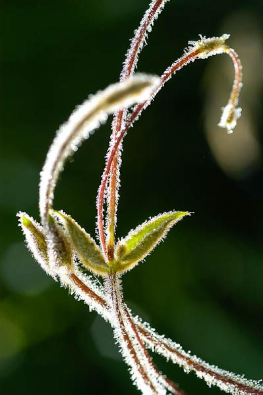 Detalle de una Planta