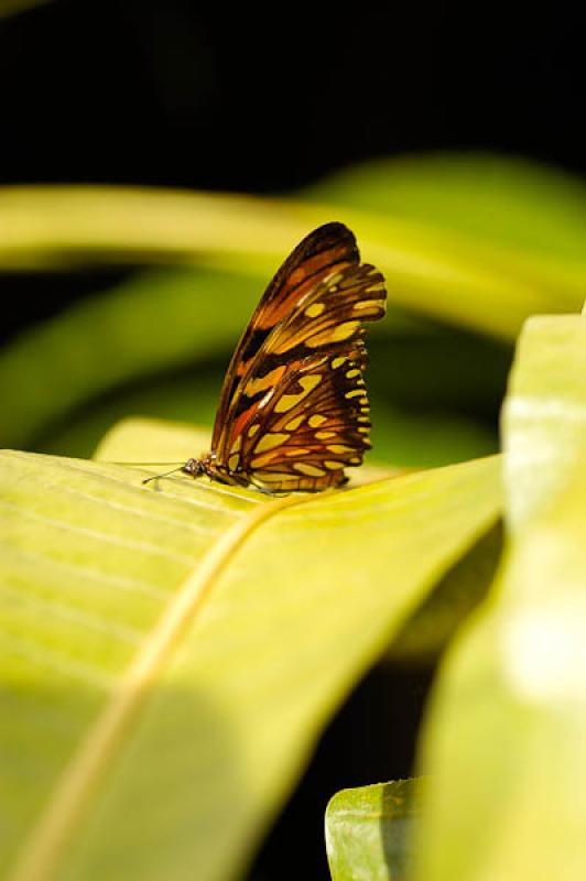 Lepidoptera