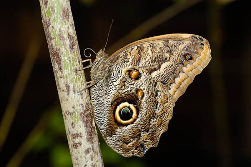 Caligo eurilochus