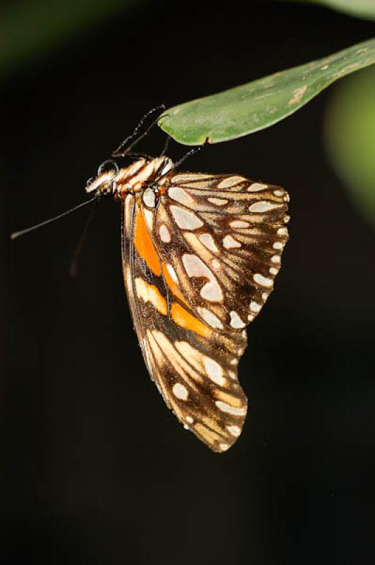 Lepidoptera