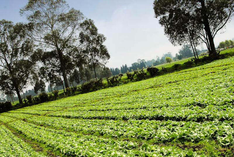 Cultivos en Bojaca, Provincia de Sabana Occidente,...