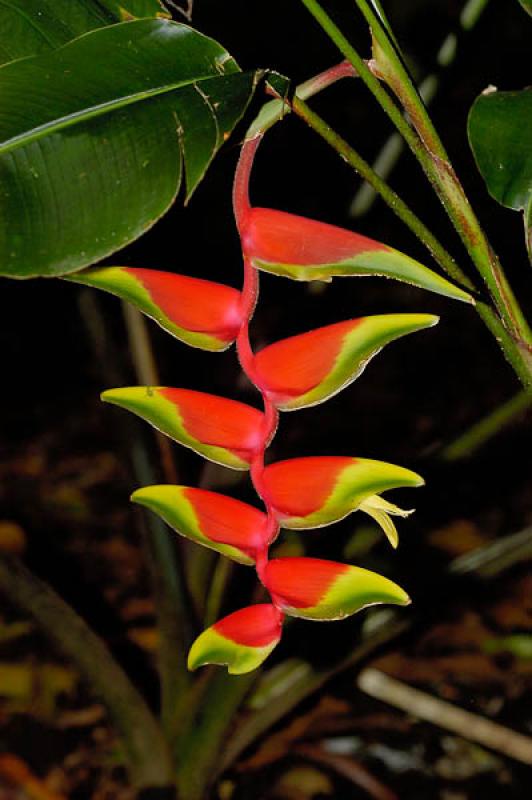 Heliconia rostrata