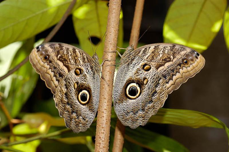 Caligo eurilochus