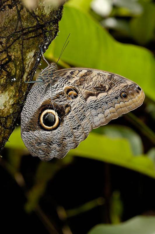 Caligo eurilochus