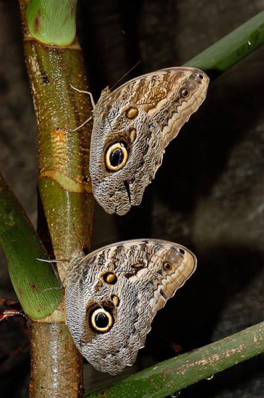 Caligo eurilochus