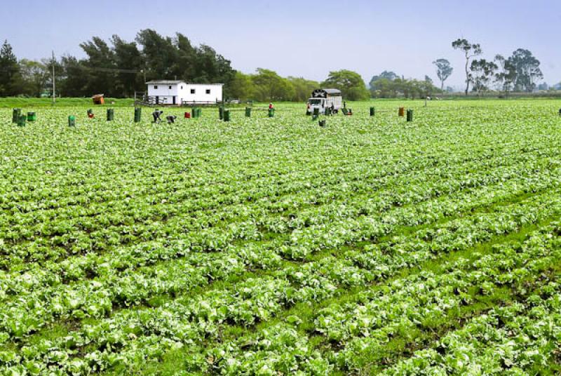 Cultivos en Bojaca, Provincia de Sabana Occidente,...