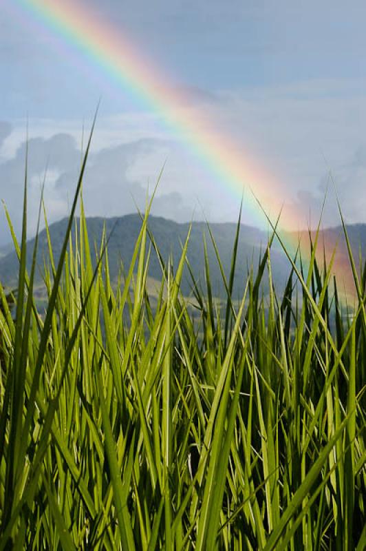 Arco Iris